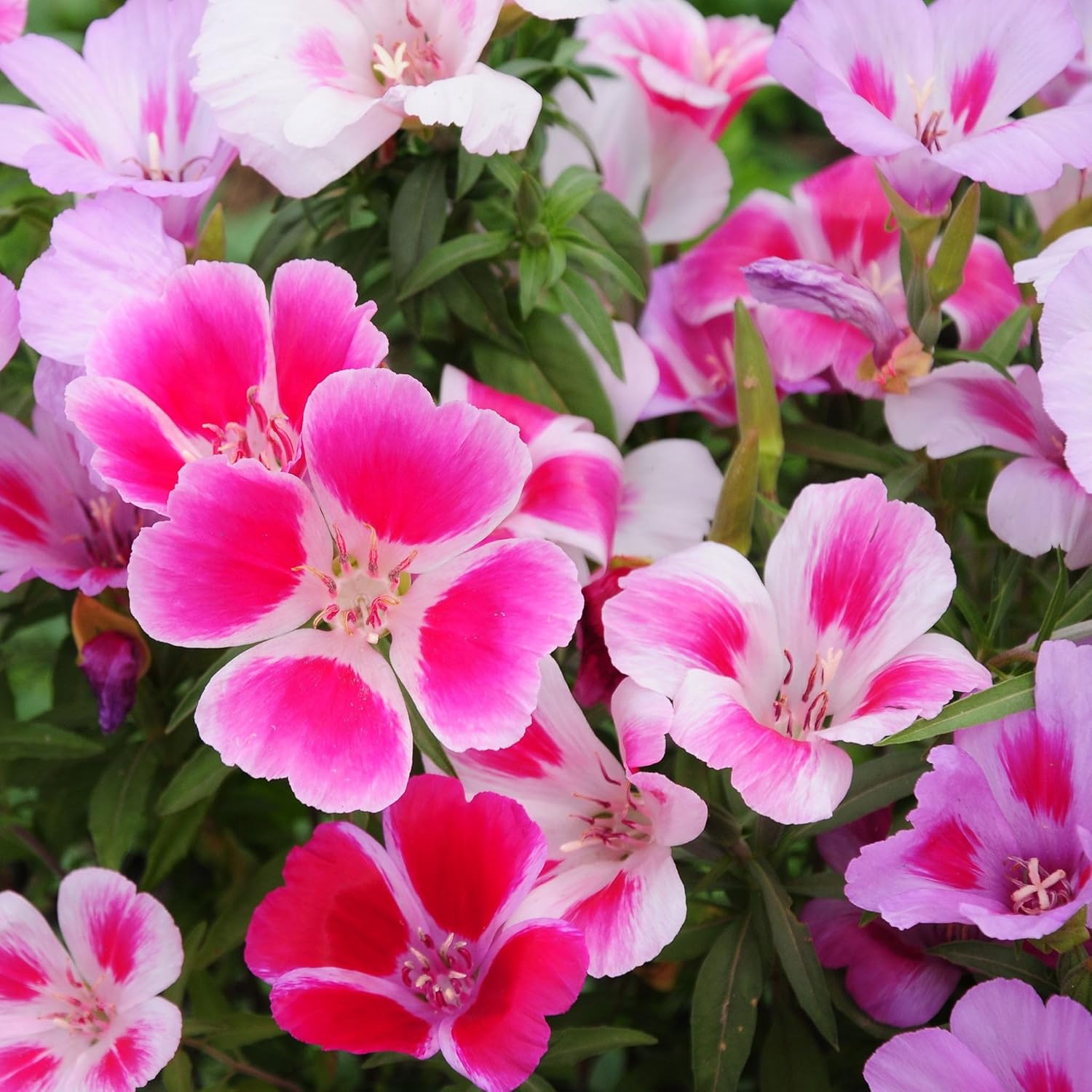 Eden Brothers Godetia/Farewell to Spring Seeds