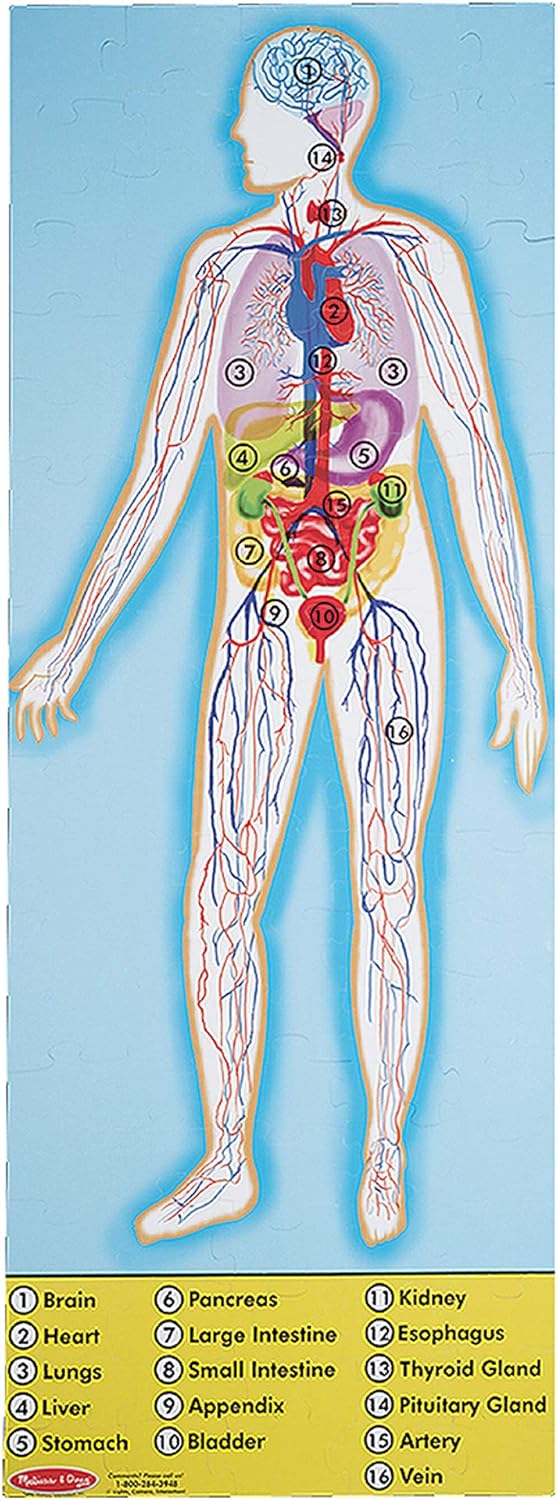 Human Body Floor (100 pc)