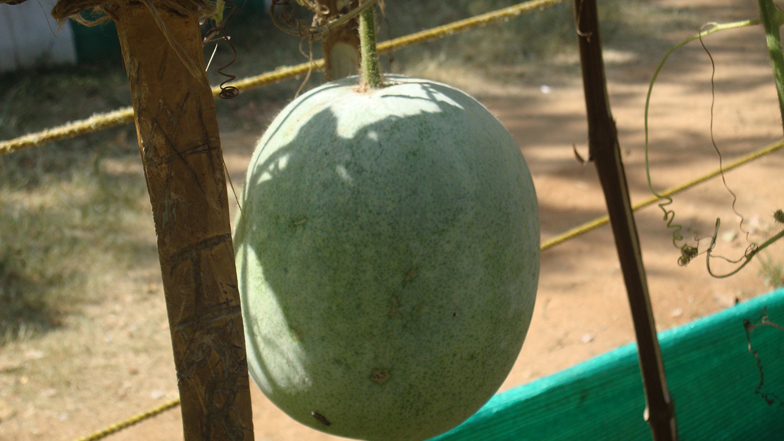 Indica Methai Petha Ash Gourd Hybrid, 5gm Seeds Pack (2 pkt Combo) (B01B2G0EE2) Amazon Price History, Amazon Price Tracker