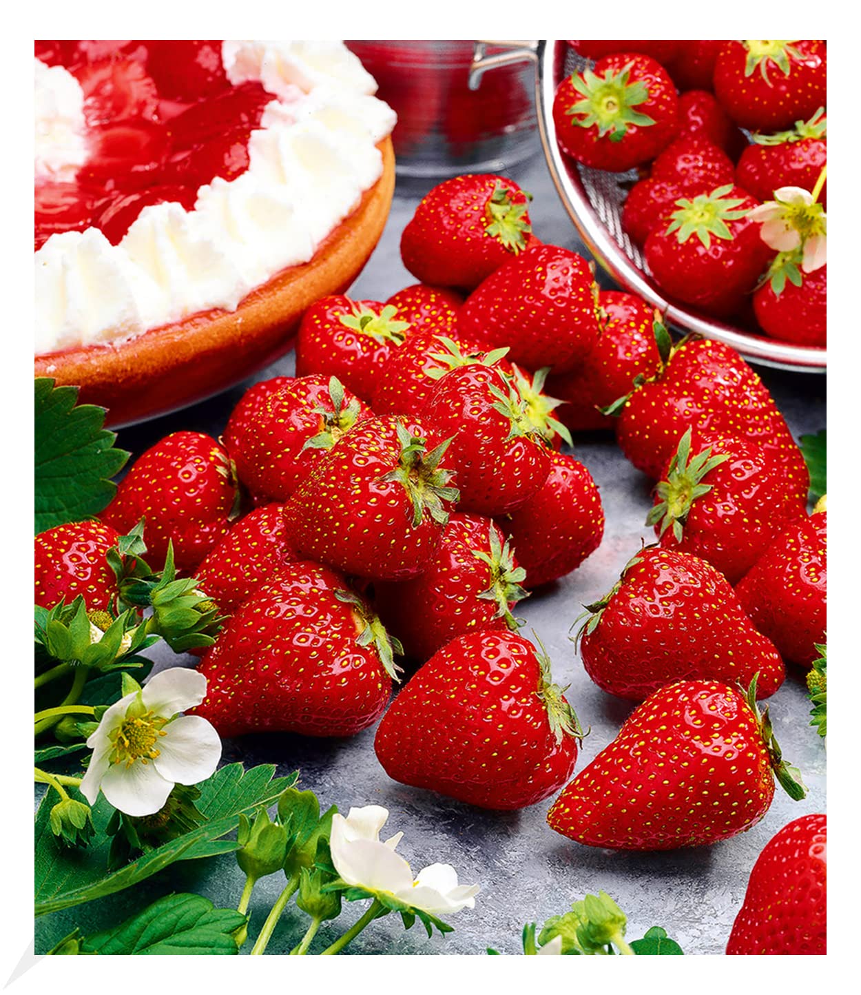 BALDUR Garten 3x Immertragende Erdbeere Hummi® Meraldo, Pflanzen im 7x7 cm-Topf, immertragend, essbare Früchte, große, herzförmige, dunkelrote Erdbeeren, winterhart, Fragaria x ananassa