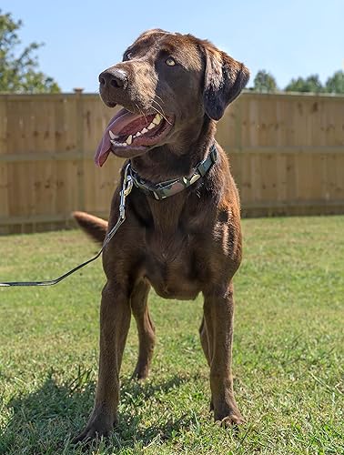 Miniatura 2 de Country Brook Petz - Collar para perro Woodland Camo de lujo, fabricado en los Estados Unidos, colección de camuflaje con diseños resistentes (12