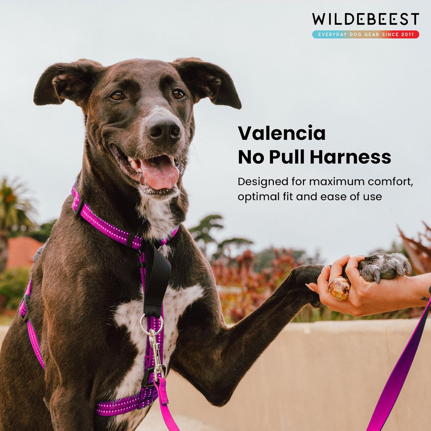 Wildebeest Valencia No Pull Dog Harness | Front and Back Leash Clips | Soft Padded Straps | Lightweight, Adjustable, Easy On/Off for Training and Dog Walking | Large Fuchsia