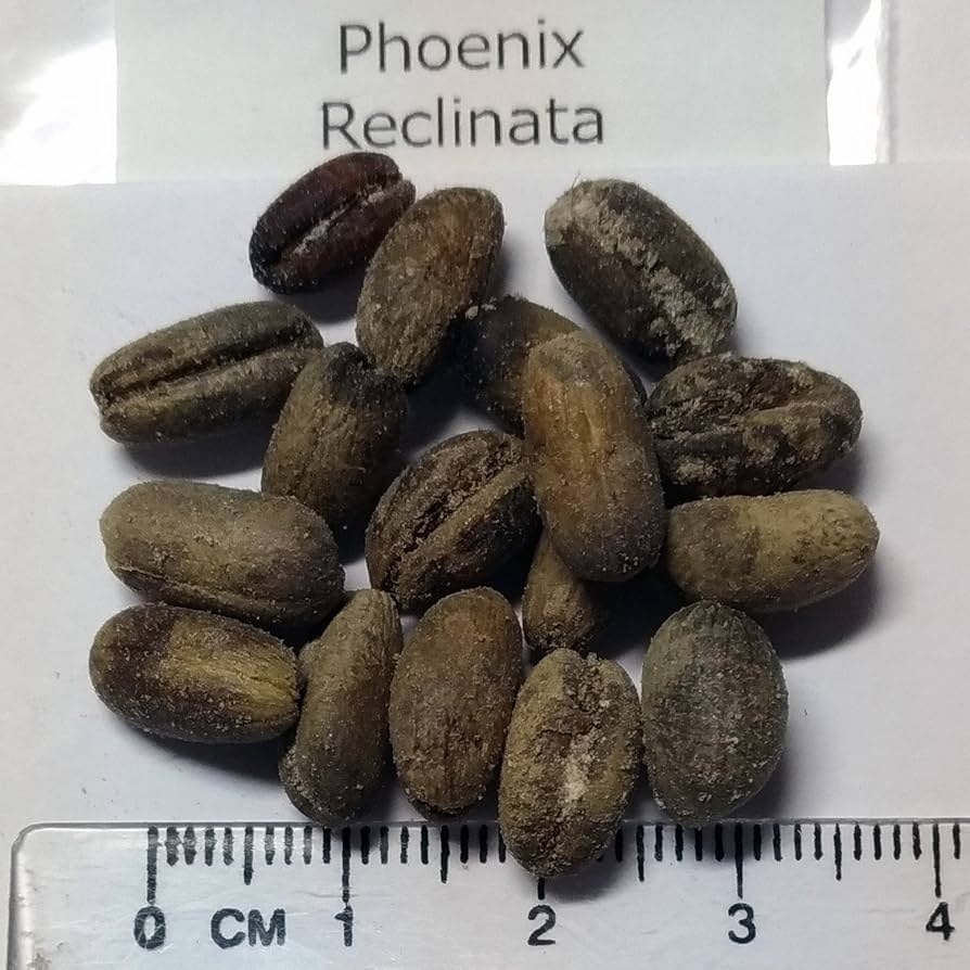 Amazon｜【種子】Phoenix Reclinata ◇フェニックス・セネガルヤシ