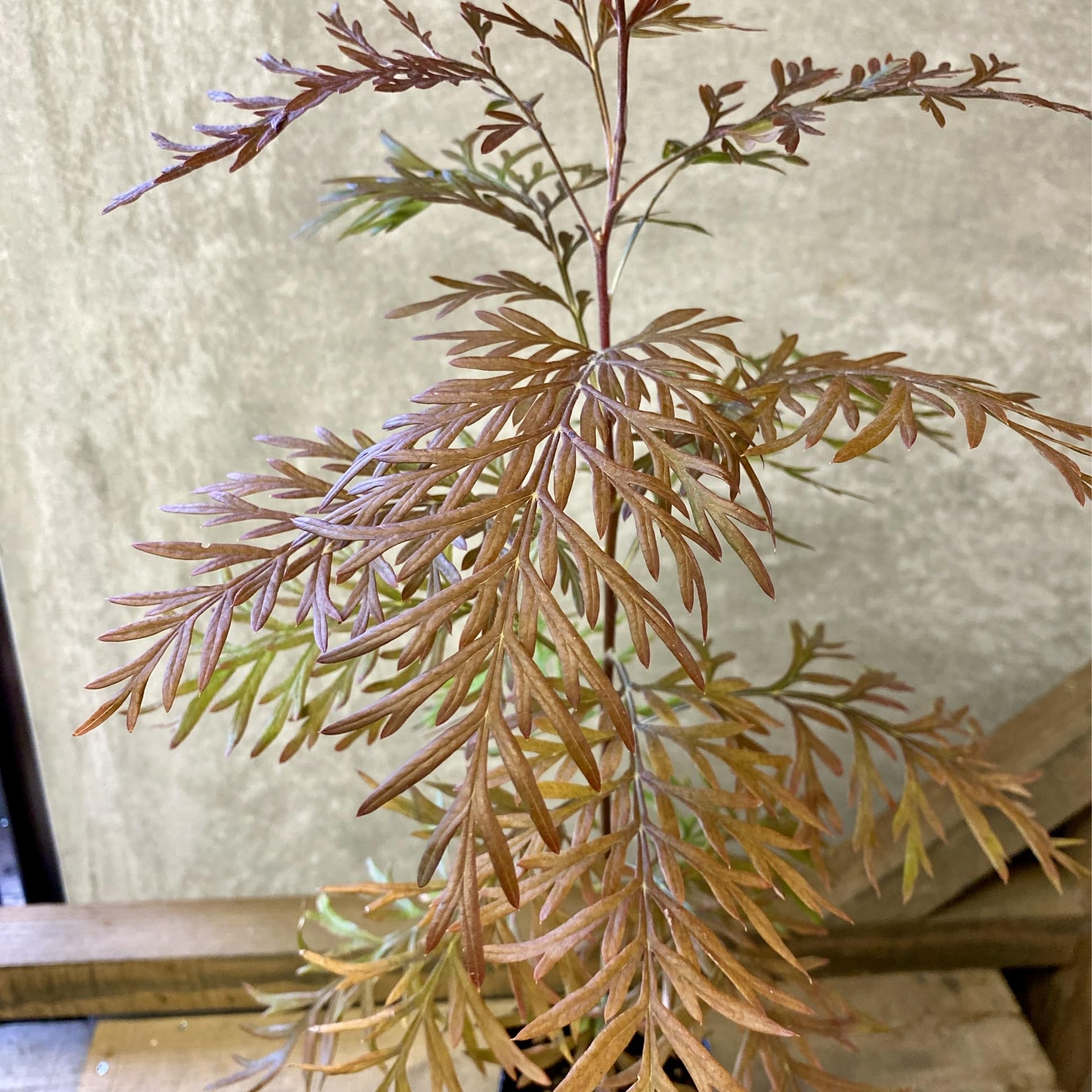 Amazon.co.jp: 庭木 植木 オージープランツ グレビレア ロブスタ : DIY