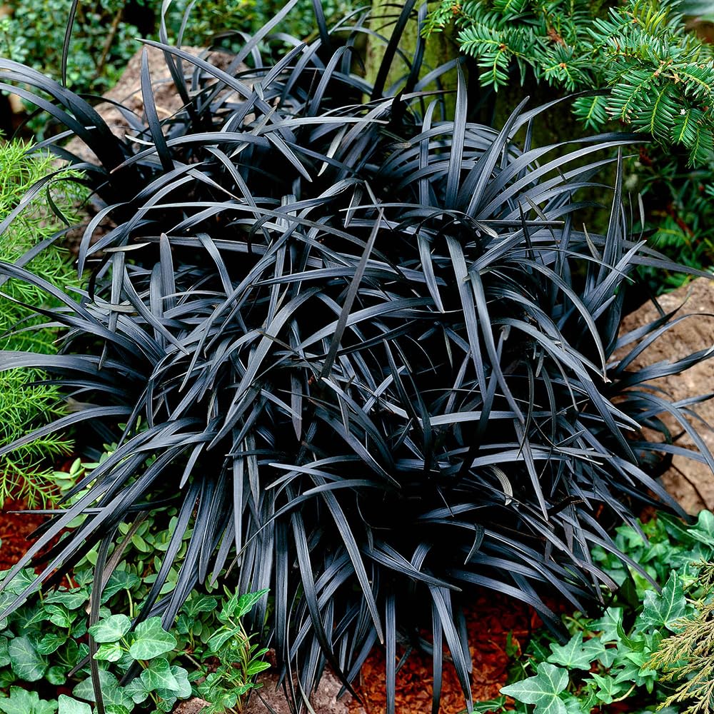 YouGarden Black Dragon Grass, Ophiopogon planiscapus 'Nigrescens', Set of Three Established Plants in 9cm Pots, Ready to Plant