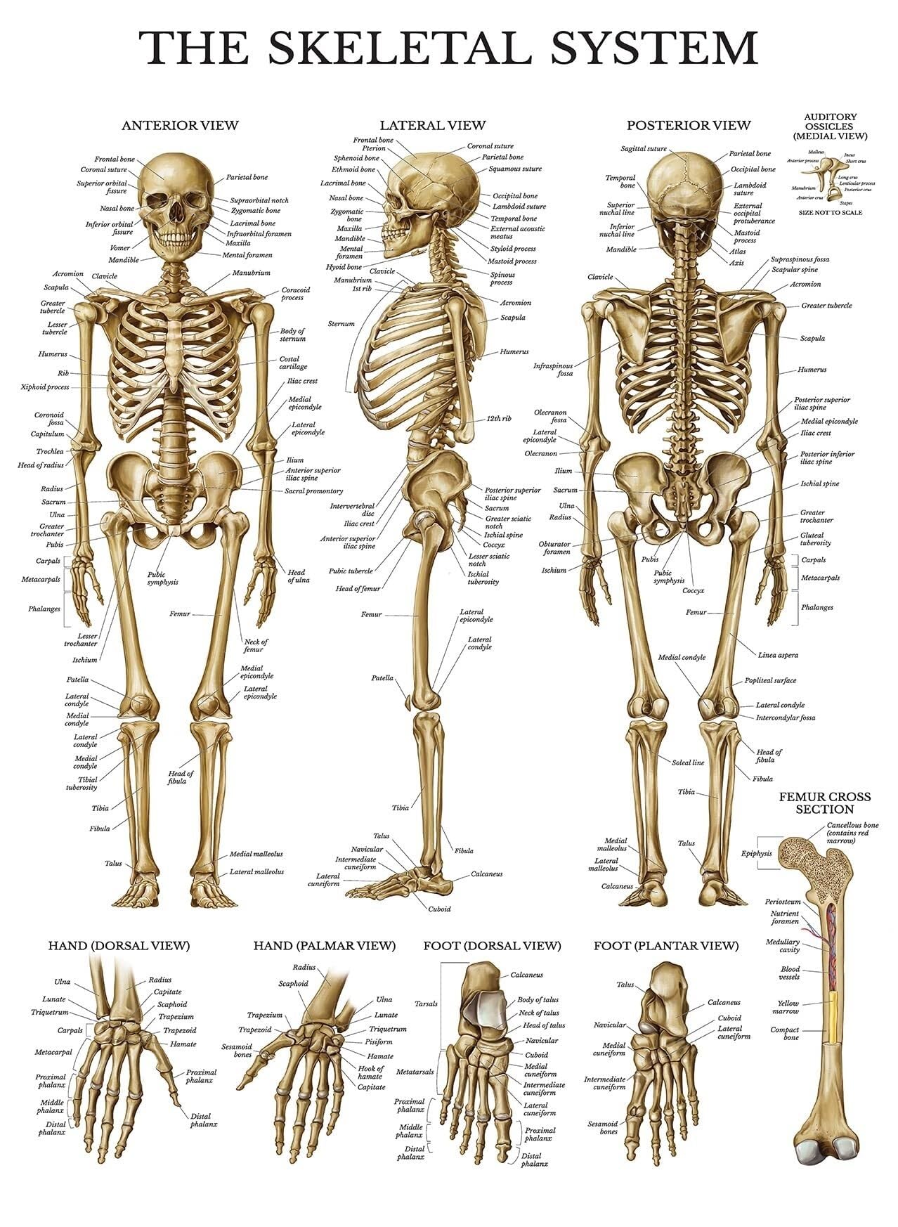 KCDFDVJFBM Bones of The Human Body Poster - Complete Skeletal System Anatomy Chart with Muscle Attachments, for Students & Teachers Reference(Unframed,12x18inch(30x45cm))