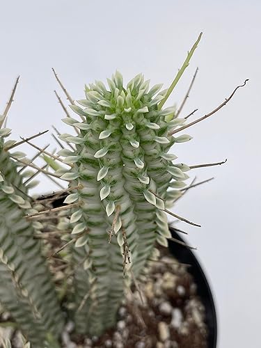 Miniatura 2 de BubbleBlooms Blanco Euphorbia Mammillaris en un sacacorchos Euphorbia de mazorca de maíz olla de 4 pulgadas