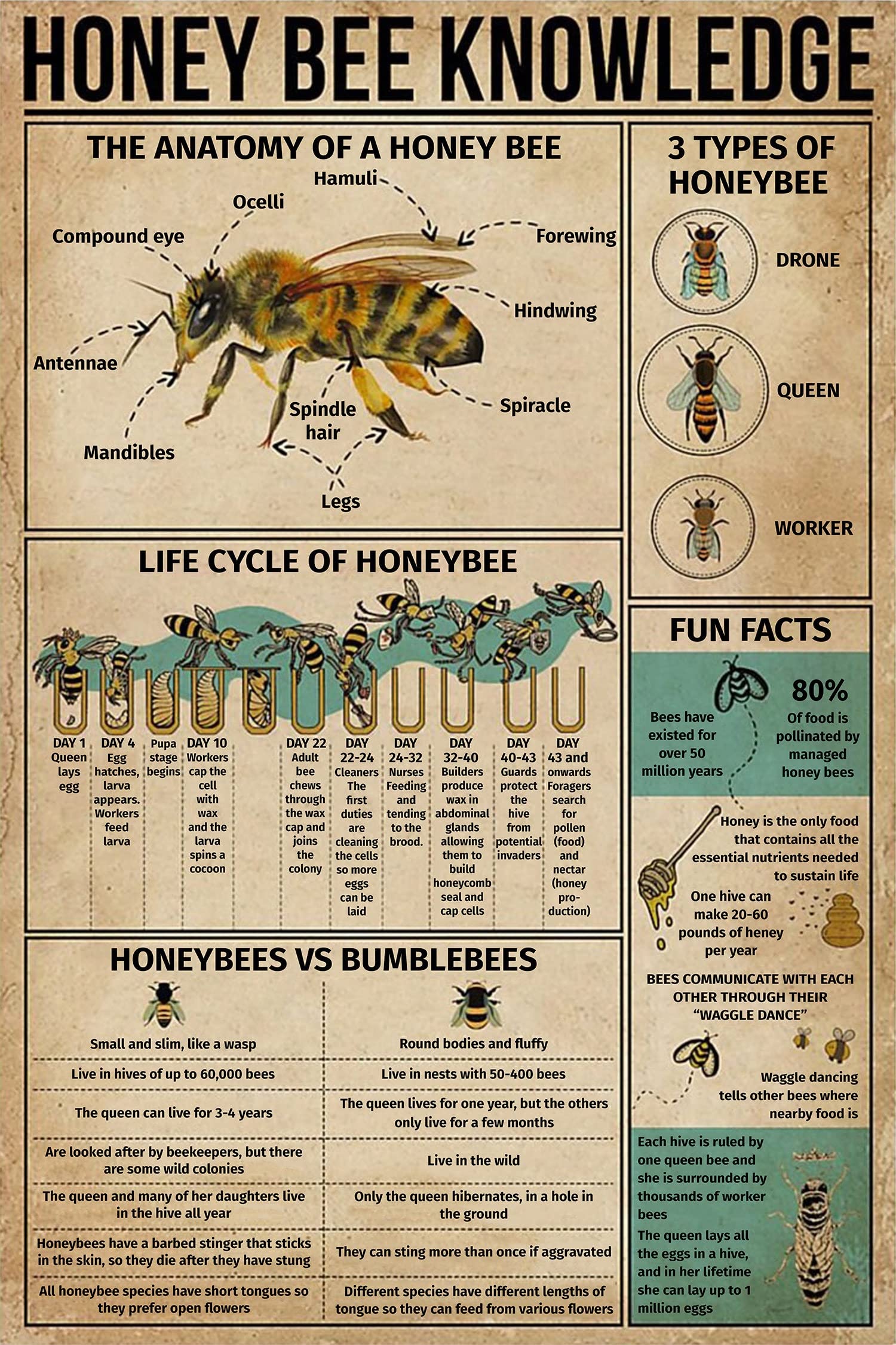 Niekea Boys Tin Sign 166 Vintage Metal Tin Sign Honey Be Knowledge The Anatomy Of A Honey Bee Poster, Vintage Poster Tin Plaque 12X8 Inch