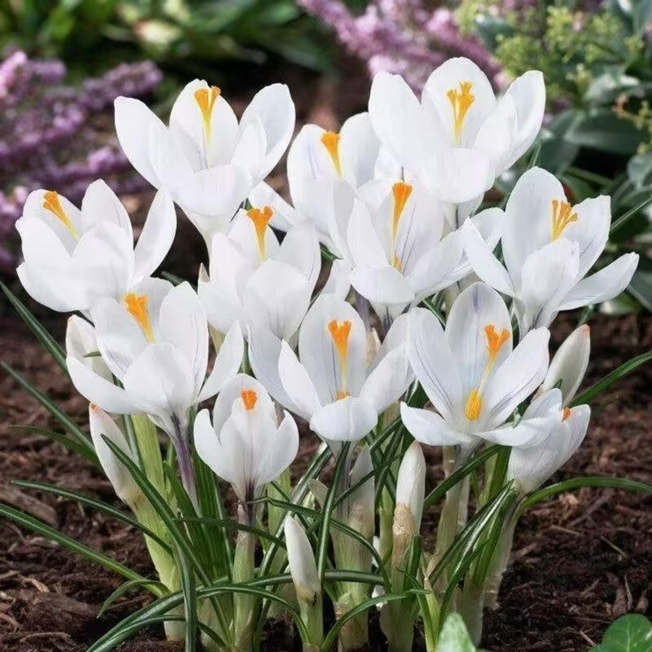 Krokuszwiebeln – Gartenschmuck, elegante Formen, sorgen für ein natürliches Ambiente-15zwiebeln-C