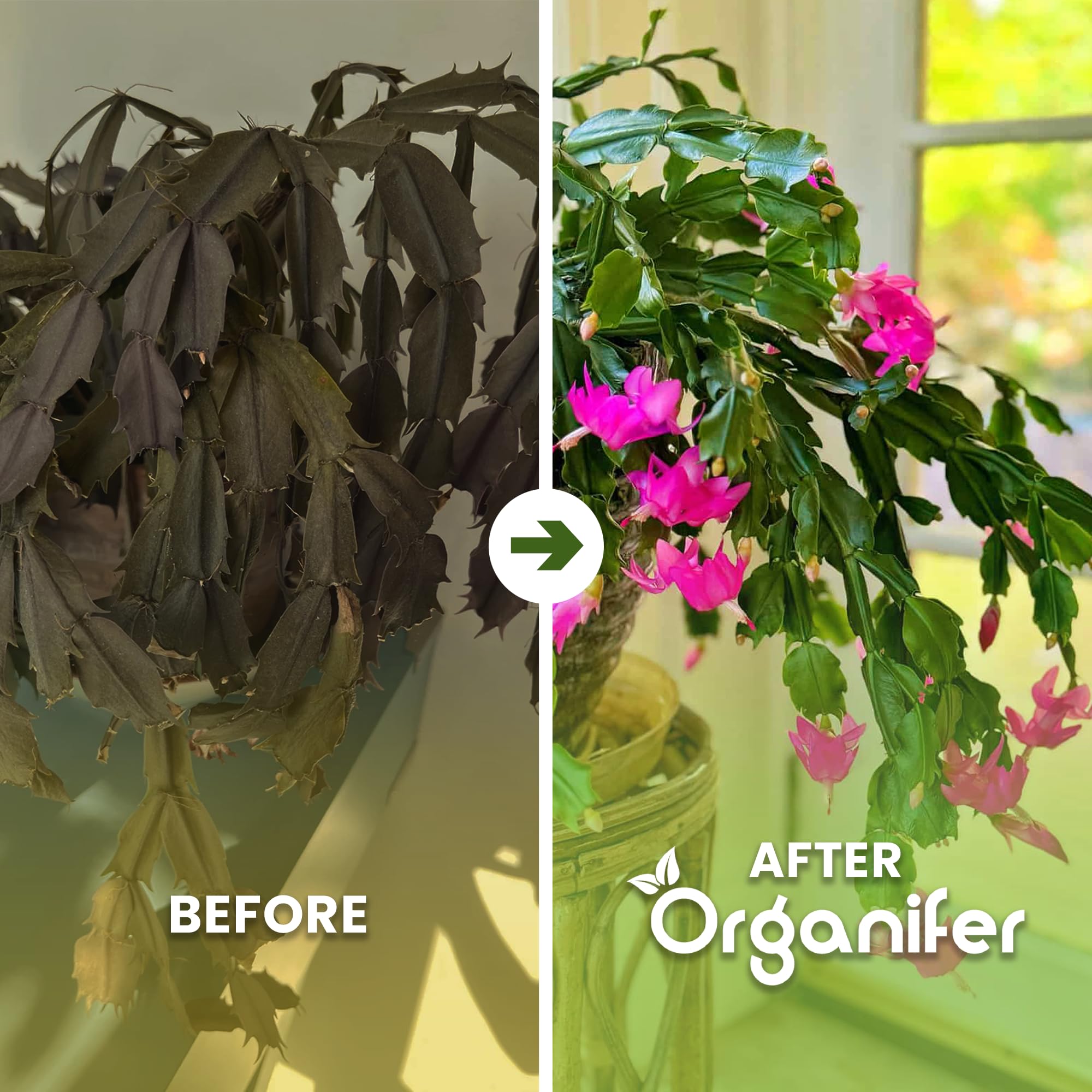 Weihnachtskaktus Flüssigdünger, 3L, Organisch, für Schlumbergera, Winterblüte, Vinassefrei