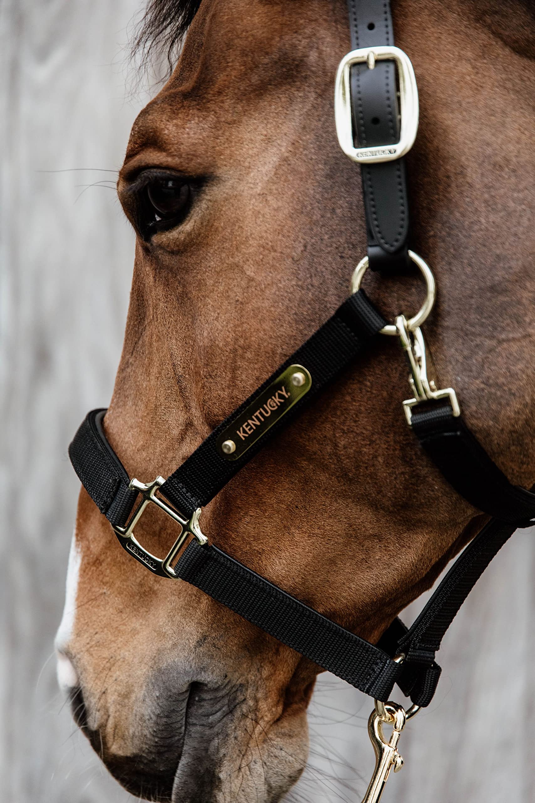 Kentucky Cabezada anatómica para Caballos Nylon