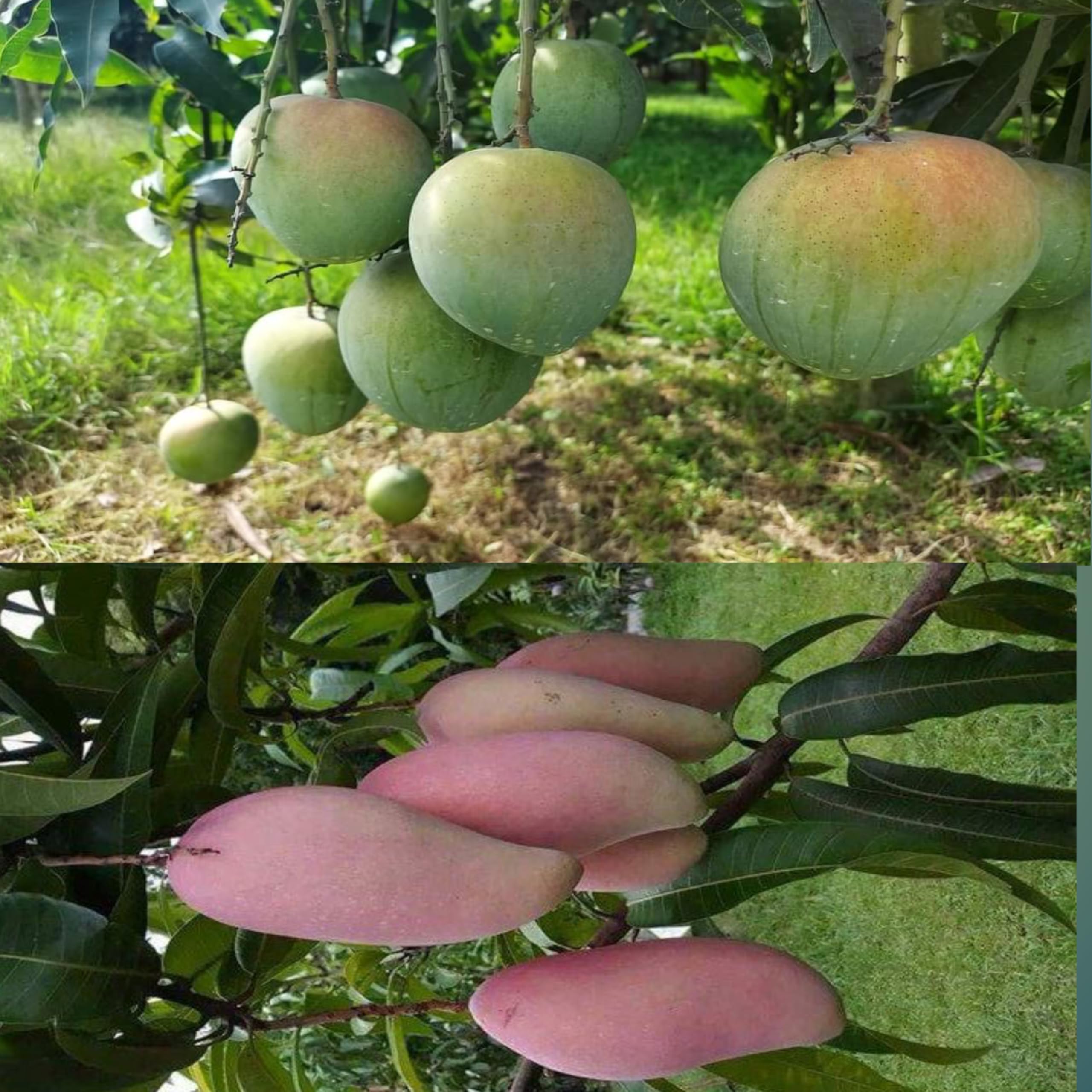 Eroanvia Combo 2 "Bari-4 Mango Plant Grafted +Thai All Time Mango Tree Height 2-3 Feet Hybrid Mango Trre"King Of Fruits" Healthy Live Plant For Home Garden (B0CH8LYC5X) Amazon Price History, Amazon Price Tracker