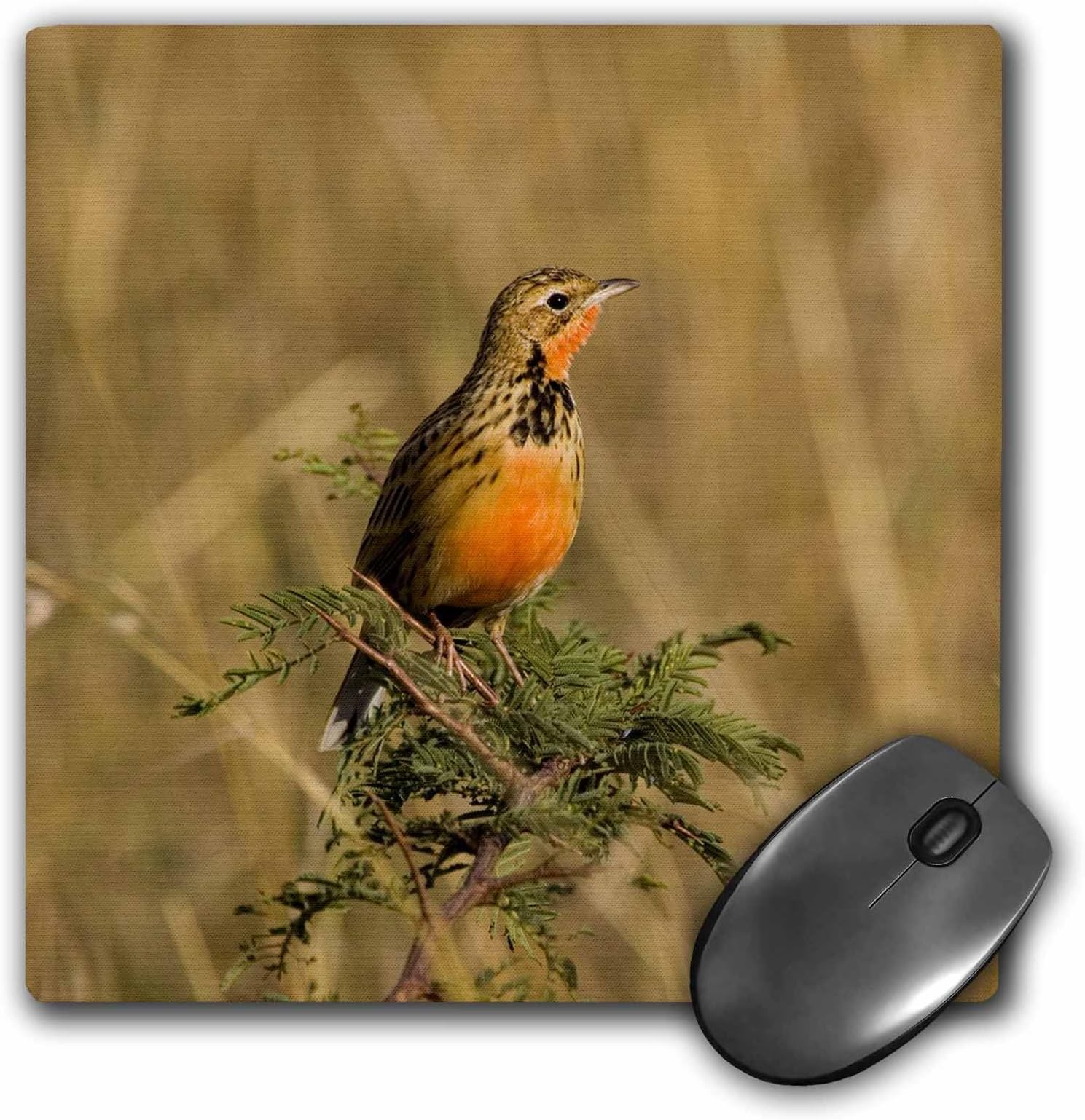 Danita Delimont - Birds - Rosy-breasted Longclaw bird, Maasai Mara Kenya-AF21 JRE0330 - Joe Restuccia III - MousePad (mp_70503_1)