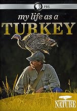 Nature: My Life as a Turkey