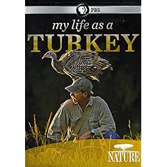 Nature: My Life as a Turkey