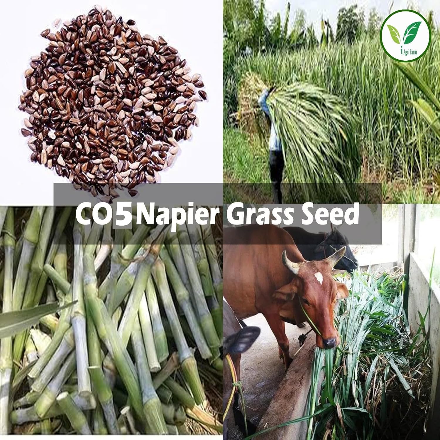 Napier Grass Seed - Goat, Cow, Livestock Feed -5