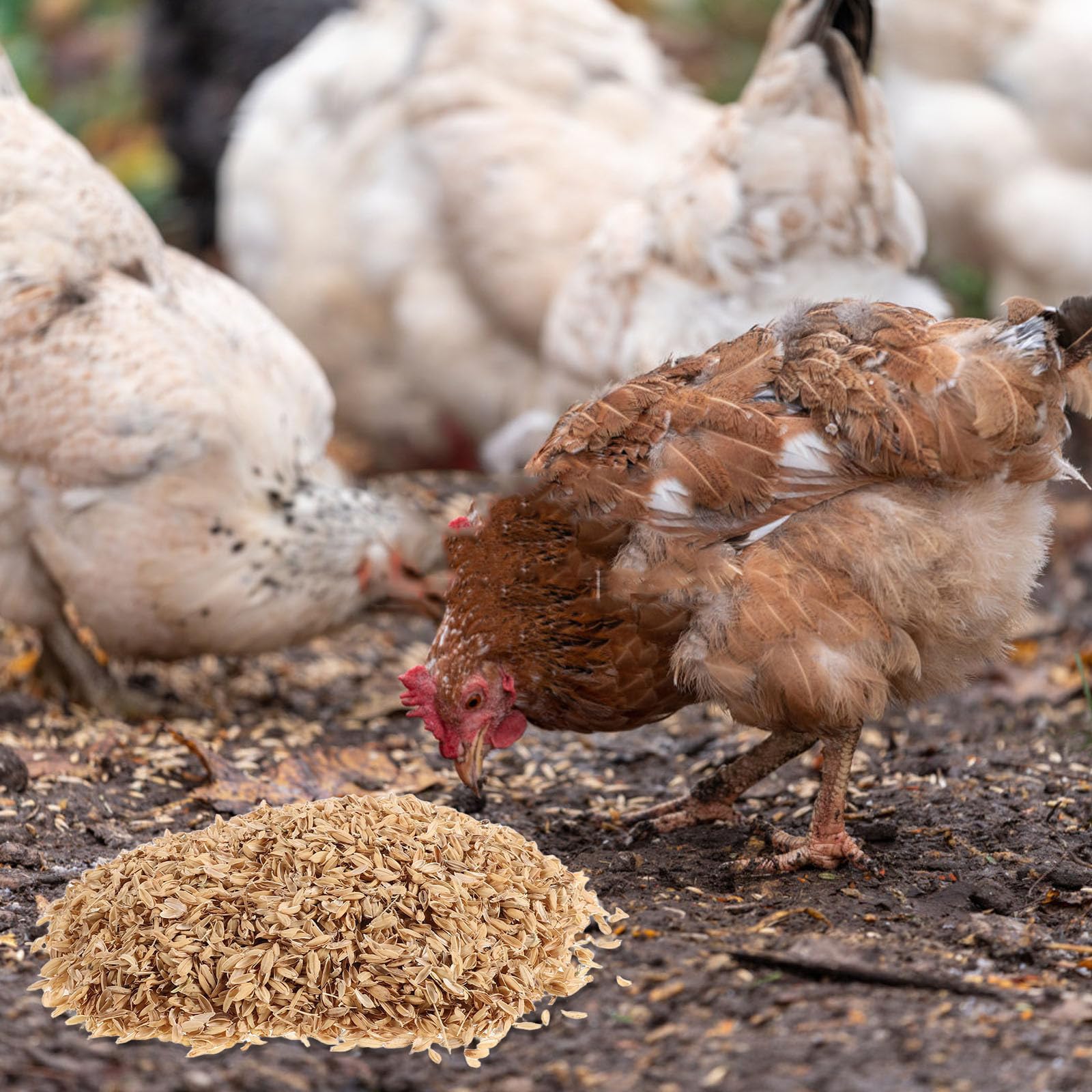 Material Natural para Nido de Gallinas 1 Juego 1, 5kg de Cáscara de Arroz | Reduce Olor, Cambio Rápido y Sencillo, Suave y Delicado para Hamsters y Mascotas Pequeñas