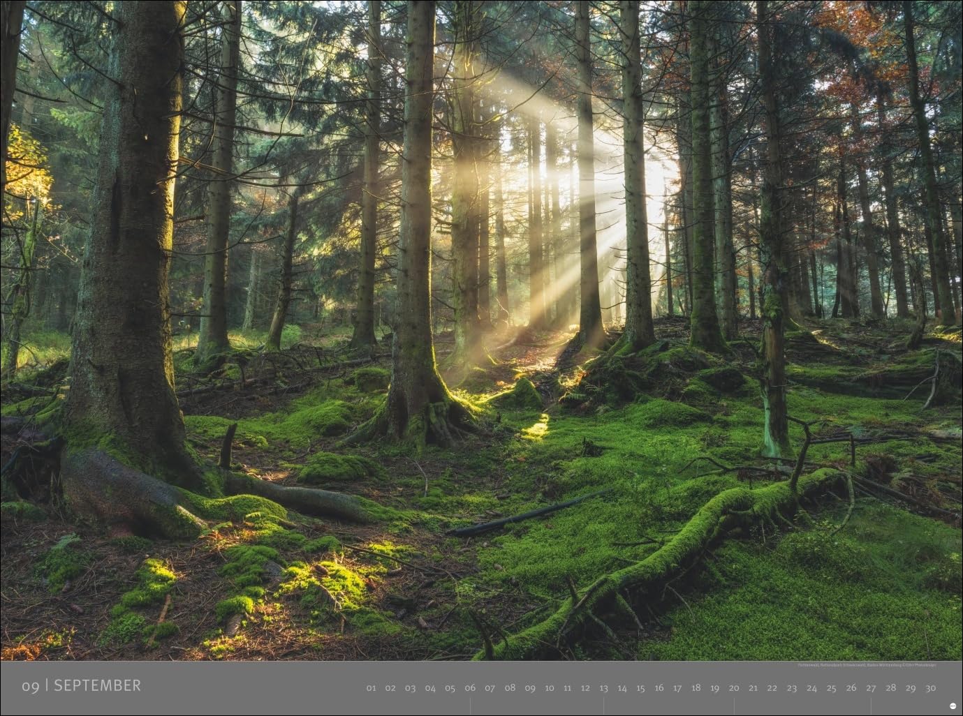 Deutsche Nationalparks - Edition Alexander von Humboldt Kalender 2026: hochwertiger Foto-Wandkalender 2026. Großer Kalender mit beeindruckenden Fotos ... Alexander von Humboldt Kalender Heye)