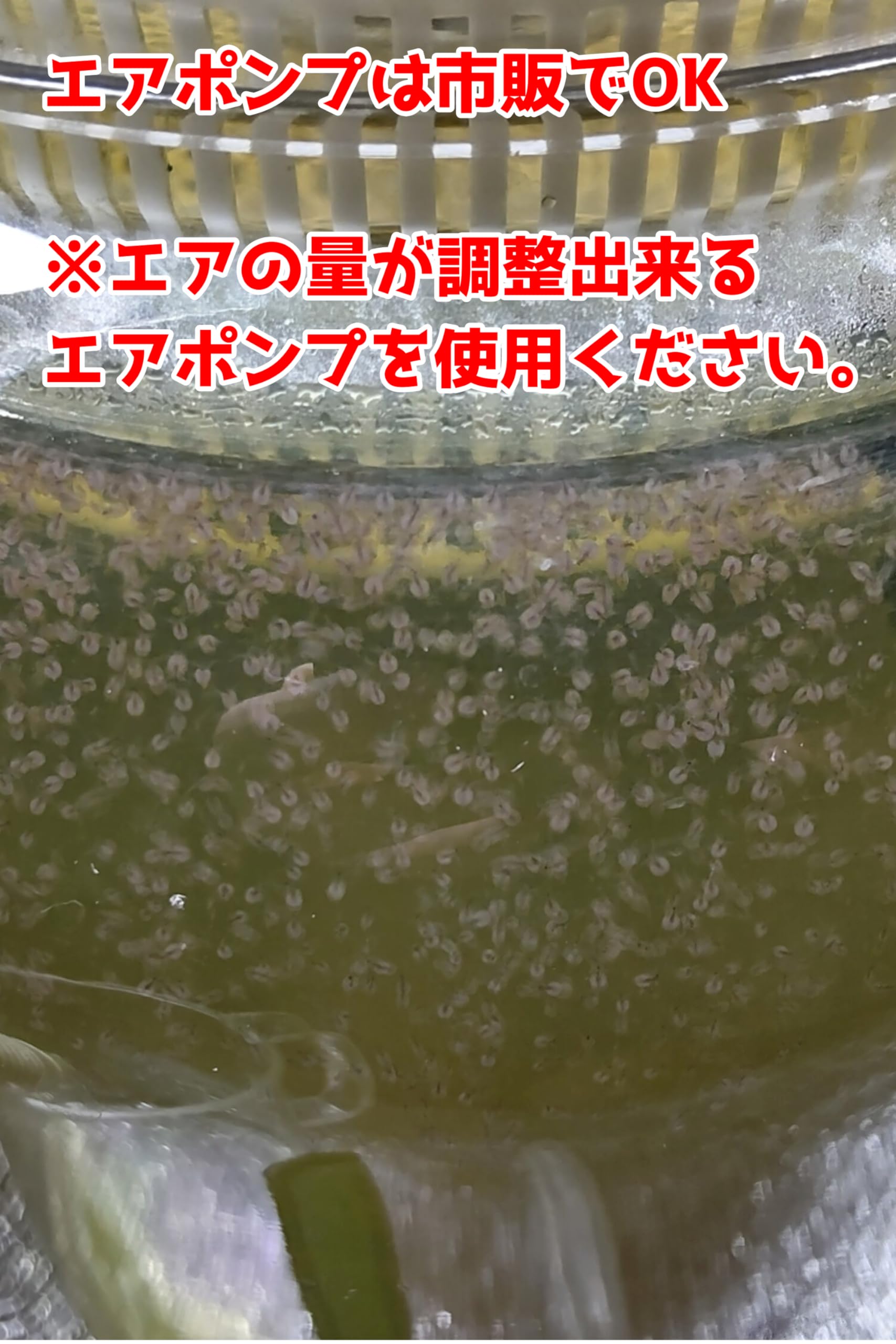 Amazon | 【ミジンコ爆殖君ミニ】自宅で手軽にミジンコを育てる