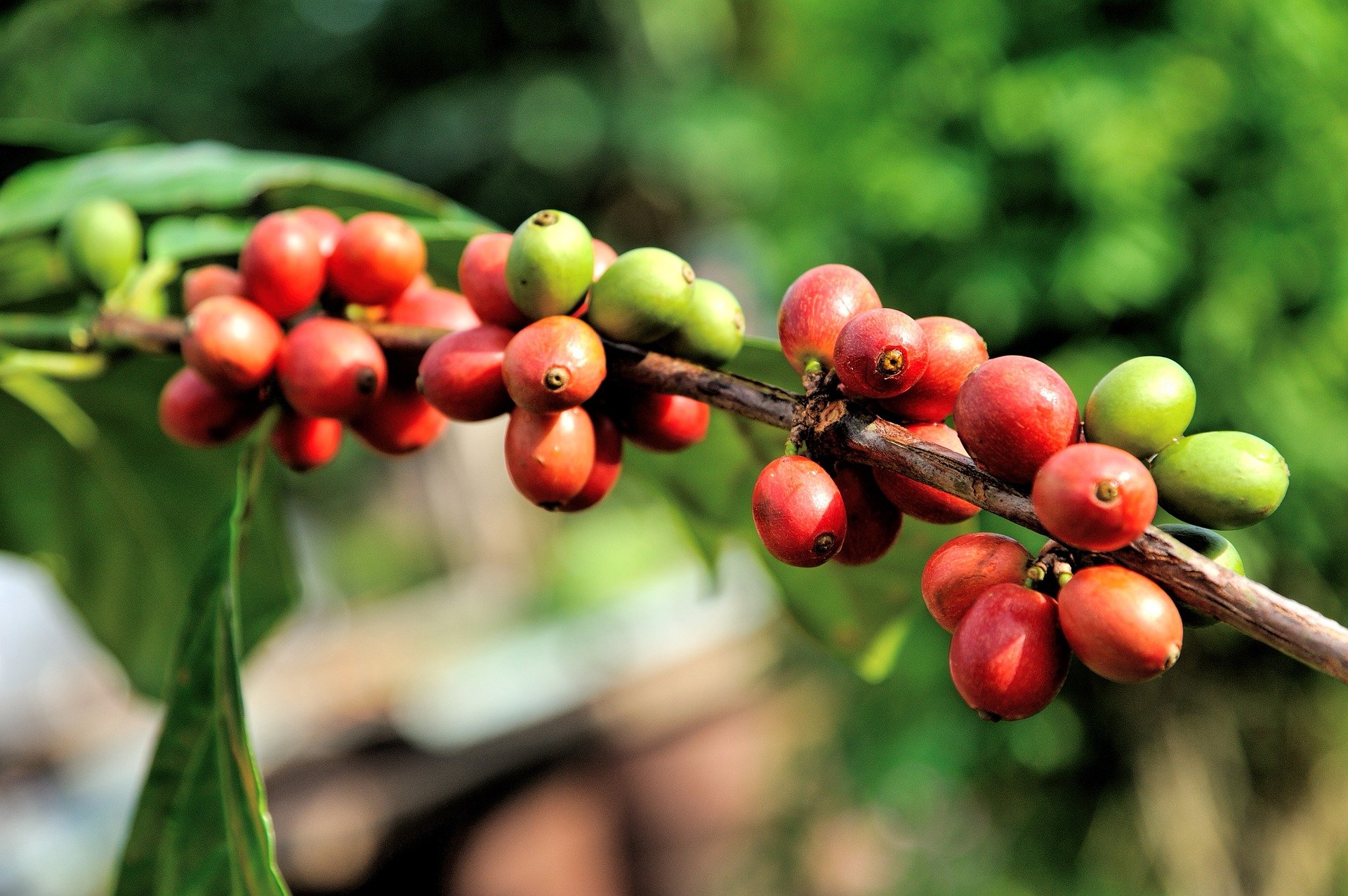 C&T BIO Green Angel Espresso Deluxe 3 x 1000 g ganze Kaffeebohnen - der Fruchtige - Ökologischer Kaffee aus der beliebten Espresso Angel Serie