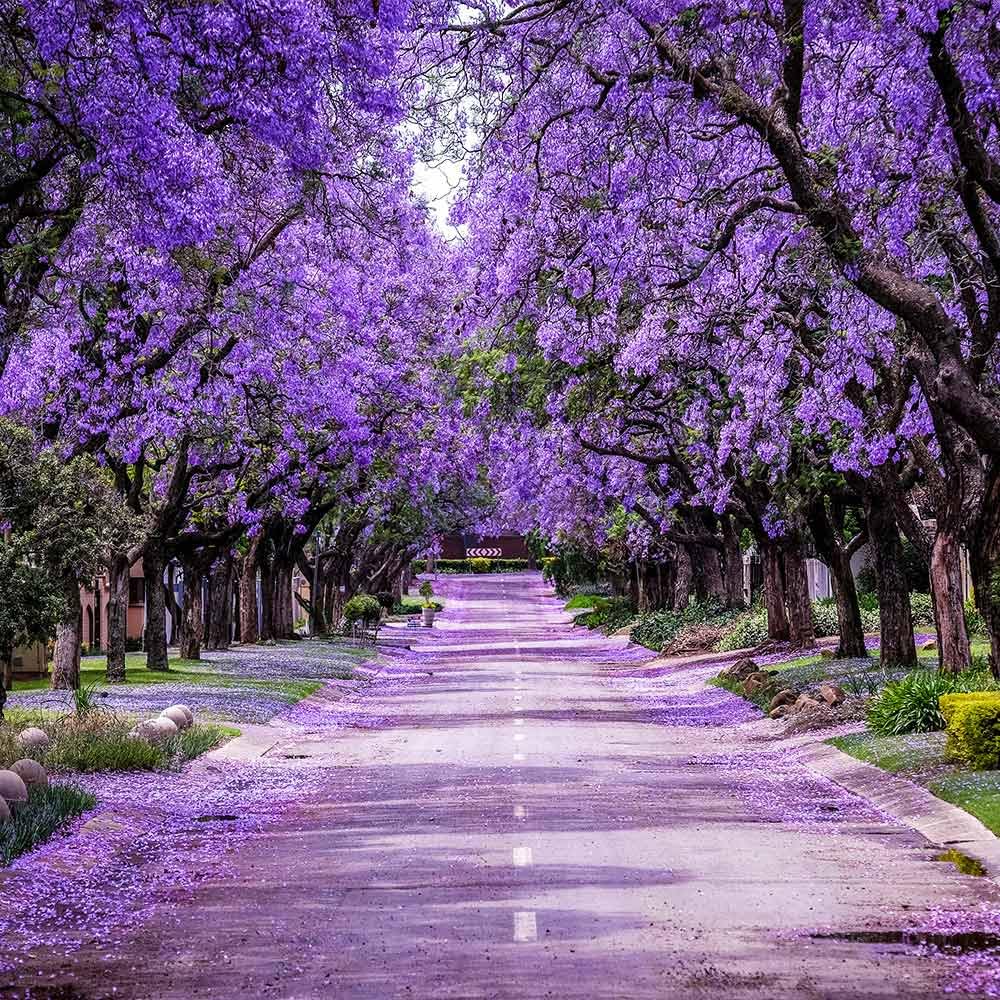 Amazon.com : Brighter Blooms Jacaranda Tree, 4-5 ft. | No Shipping