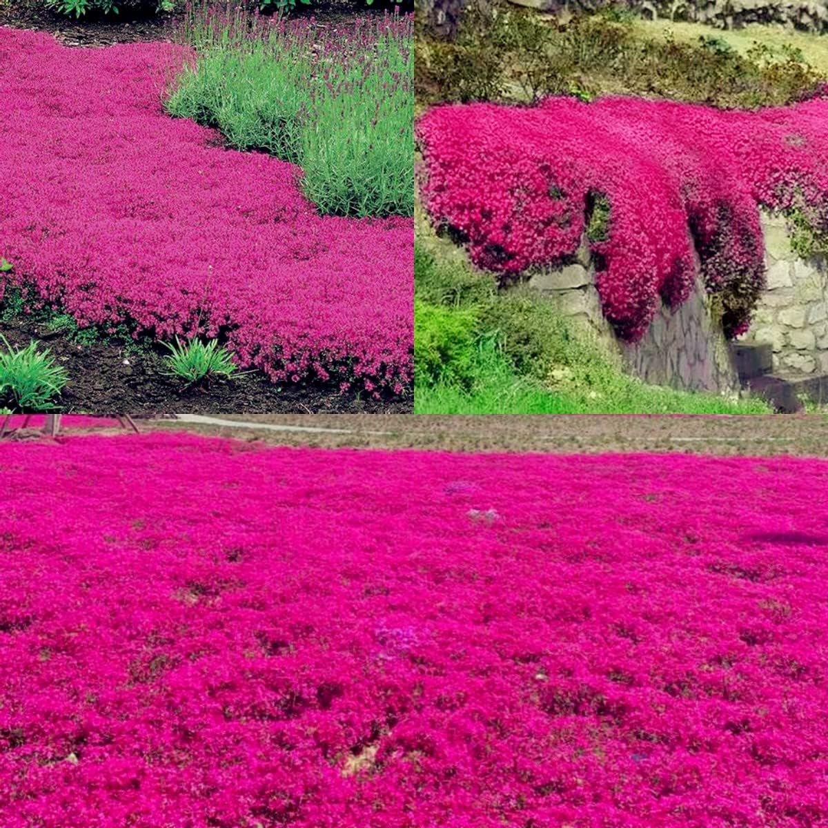 2000+ Creeping Thyme Seeds Ground Cover Red Creeping Thyme