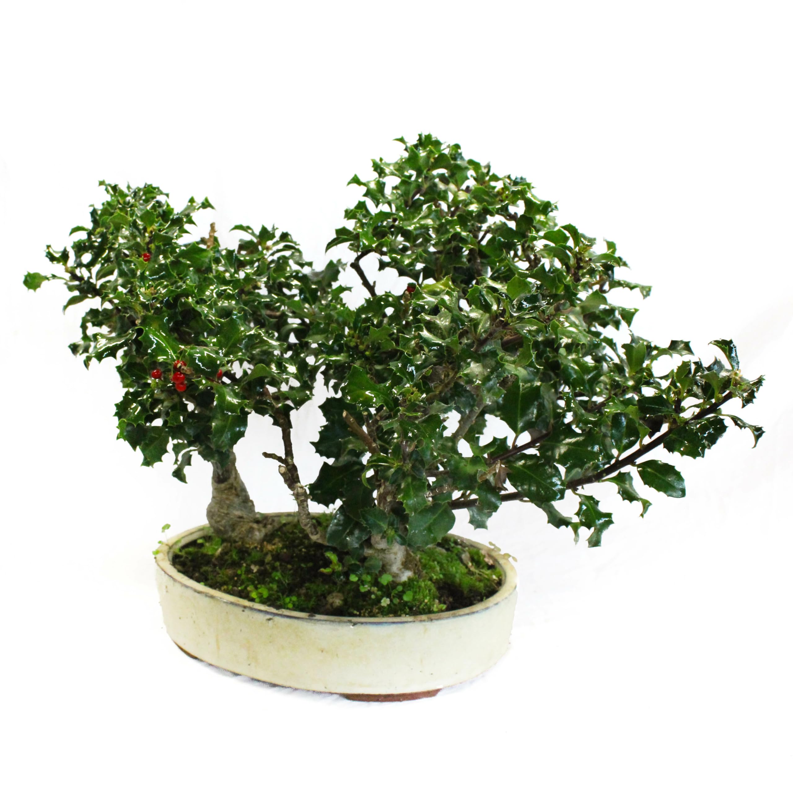 KENTIS - Stechpalme Bonsai mit 3 Pflanzen - Ilex Bonsai - Echte  Outdoor-Pflanzen - Handgefertigter Keramiktopf - Topf  30 cm H 30-40 cm :  Amazon.de: Garten
