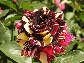 50 semi di Abracadabra Rose, Colore raro, splendido Fiore Osiria Rose. l'amante rosa seme piantare Rose