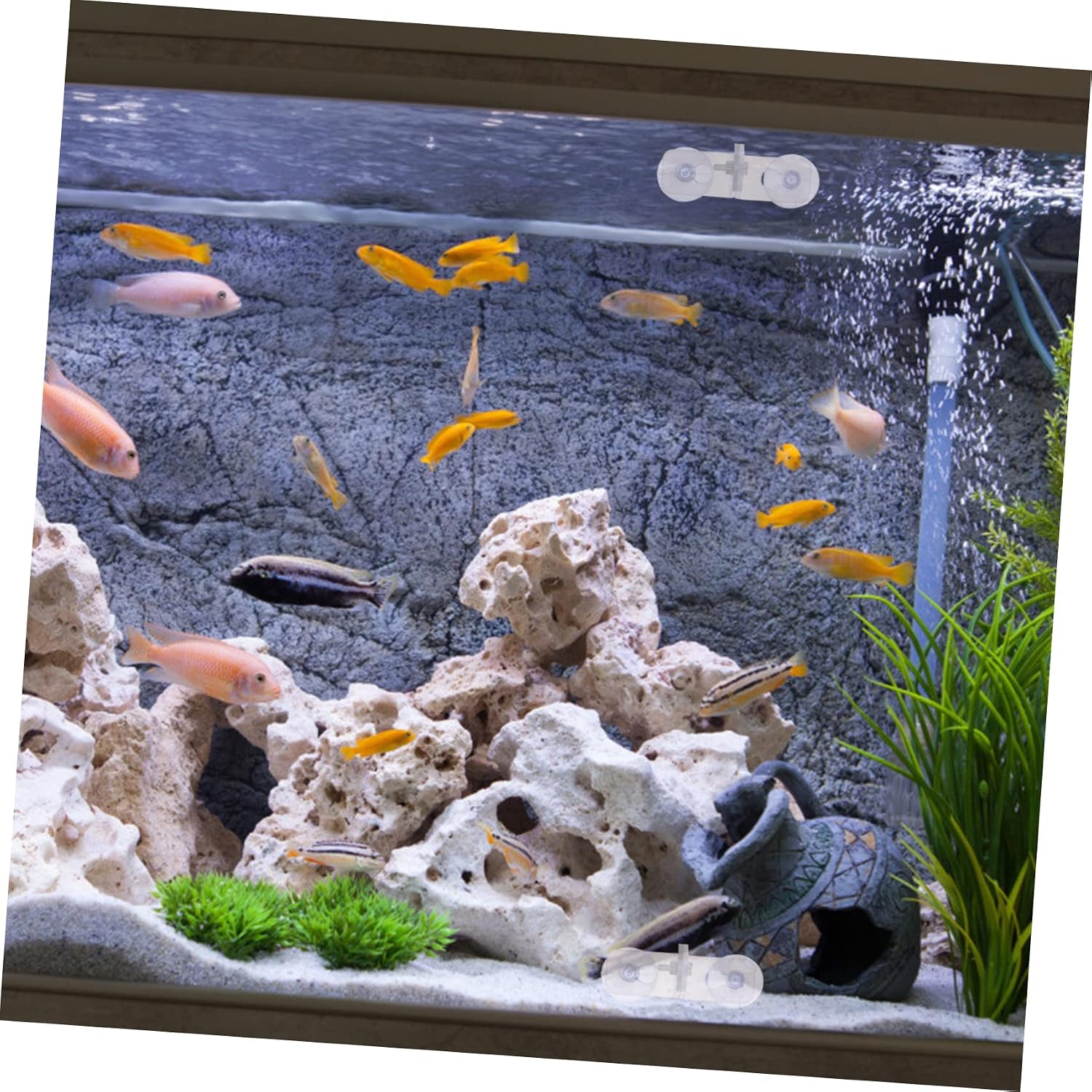 10pcs Fish Tank Divider Support Clips Suction Cups for Aquarium Isolation Board Durable and Plate Clips for Fish Separation