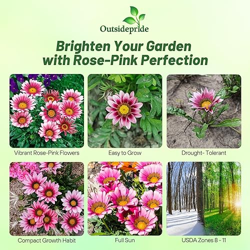 Miniatura 2 de Outsidepride Kiss Rose Gazania Semillas para plantar – 25 piezas de semillas perennes, de bajo mantenimiento, tolerantes a la sequía para flores