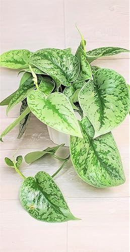 Miniatura 3 de Scindapsus Pictus Argyraeus 'Exotica Silver Satin Pothos' - Planta viva en maceta de 4 pulgadas por 3exoticgreen - Plantas de interior vivas de
