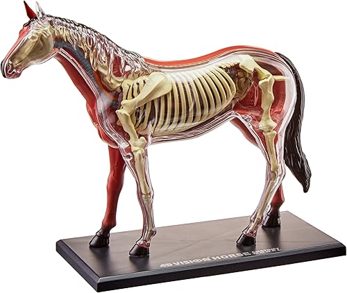 Miniatura 3 de Tedco 4D Vision - Modelo de caballo