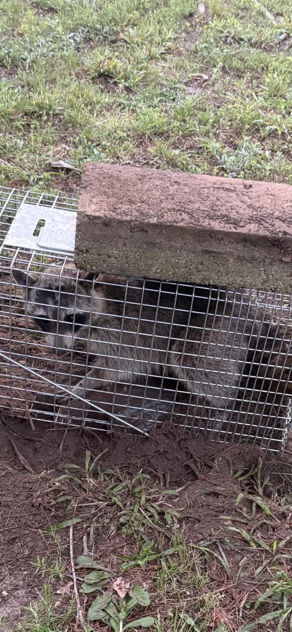 Heavy Duty Humane Raccoon Trap – Large Live Animal Cage Trap for Safe Raccoon Removal photo review