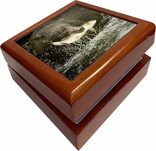 3dRose USA, Alaska, Anan Creek. Close-up of black bear catching salmon., Jewelry Box jb-190589-1