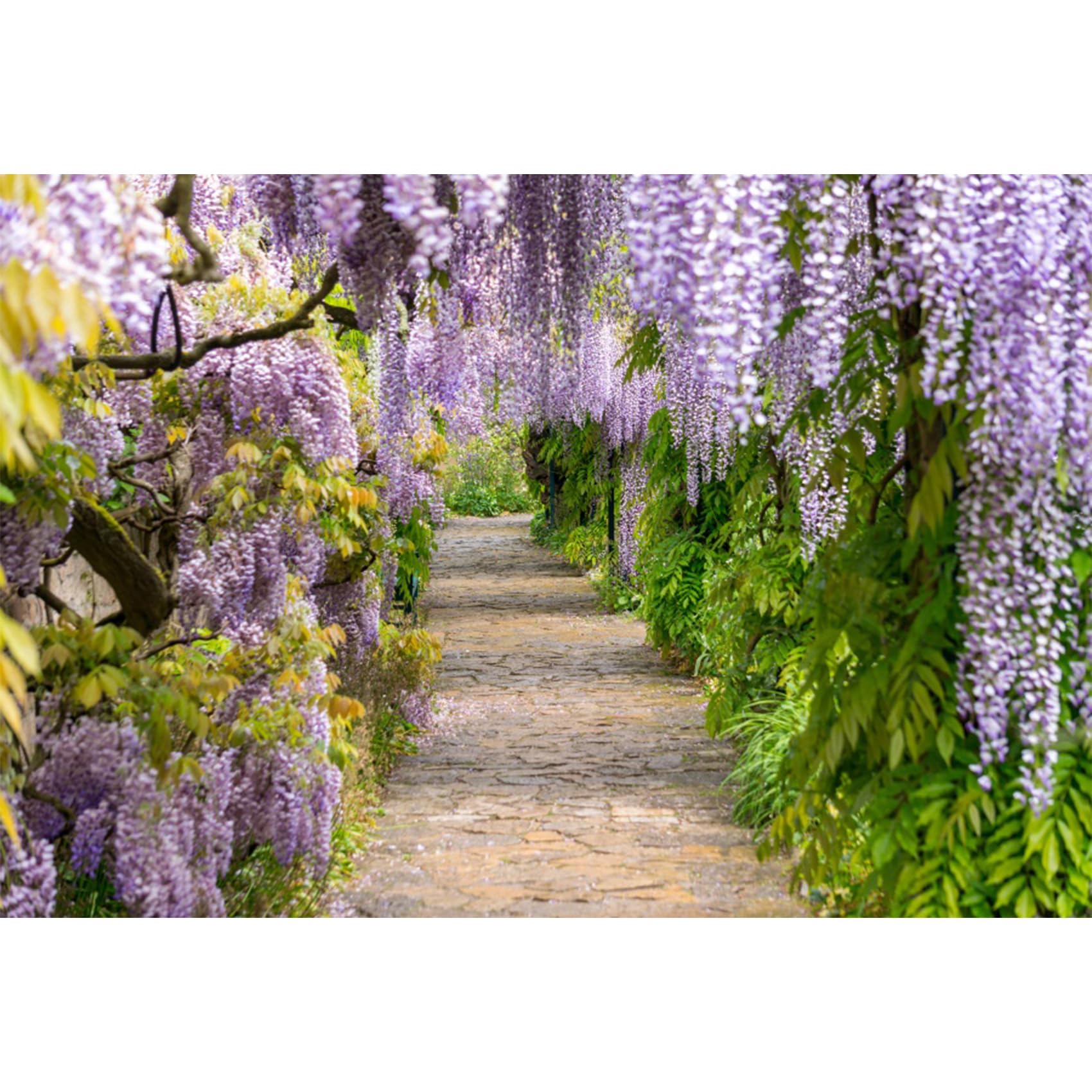 Baocicco 5x3ft Background for Purple Cirrus Pathway Photography Backdrop Violet Wisteria Purple Vine Wedding Ceremony Anniversary Honeymoon Birthday