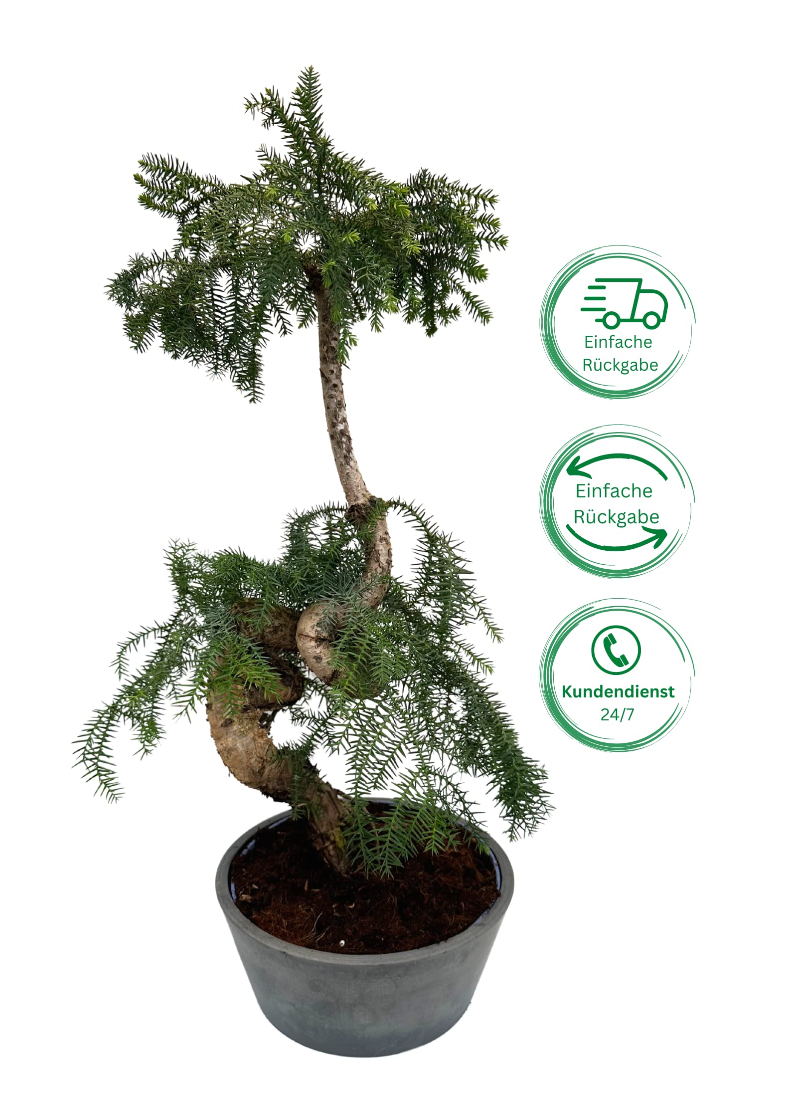 Zimmerpflanze Araucaria Cunninghsmii P25 Bonsai