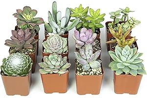 Altman Plants, Live Succulents, Live Houseplants (12PK), Live Cactus Plants