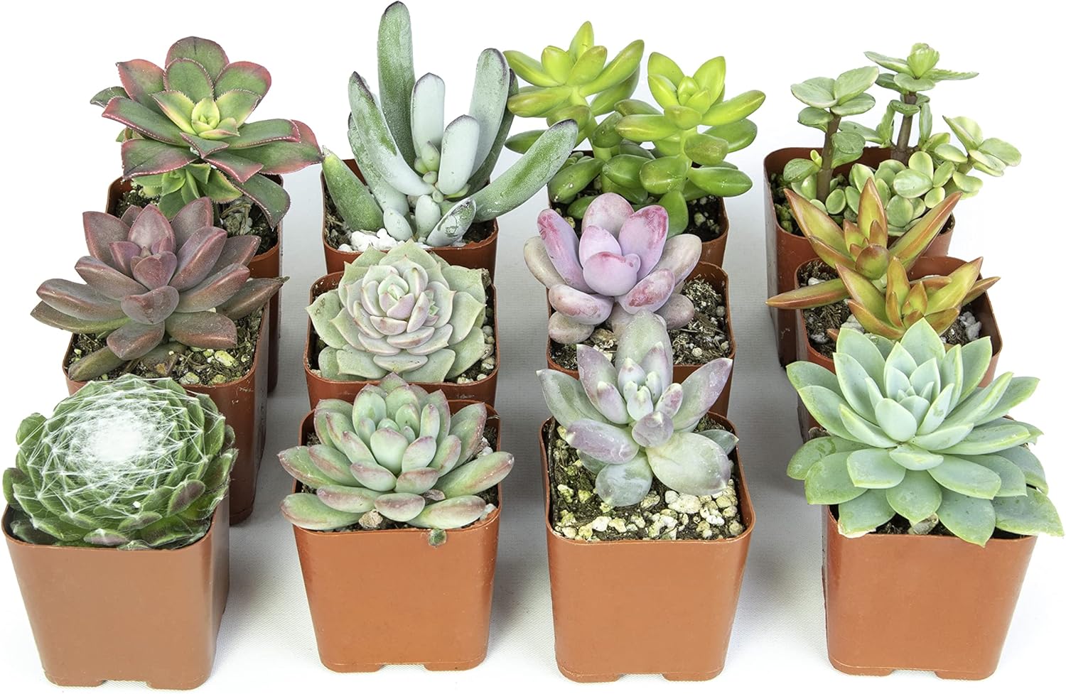 Altman Plants, Live Succulents Plants Live Houseplants