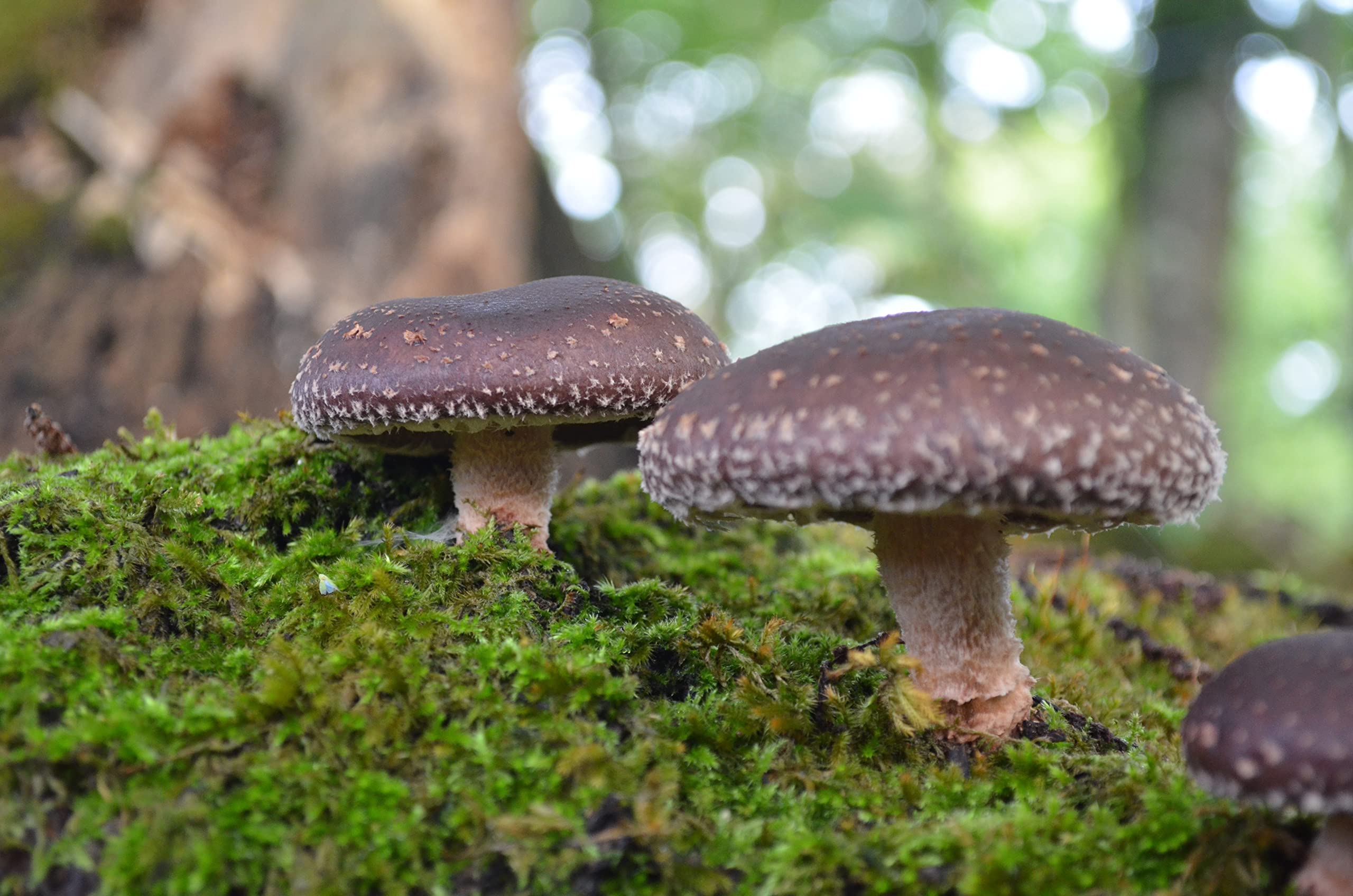 HIFAS - Setas Autocultivo - Autocultivo de Seta Shiitake sobre Troncos de Madera, Perfecto para el Cultivo de Setas en casa o para el Huerto, Mushroom Growing (1000 Uds)