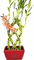 アクセサリー rbrb0013 GARNICrockery Bamboo Pierce GARNI - 【残り一点】Crockery Bamboo Pierce(SILVER) | ACRMTSM
