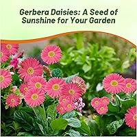 Vista 35 de Outsidepride Bicolor Mix Gerbera Seeds - 10 Pcs Perennial, Compact & Low Maintenance, Flower Seeds for Planting w/Vibrant Mixed Blooms, Ideal for