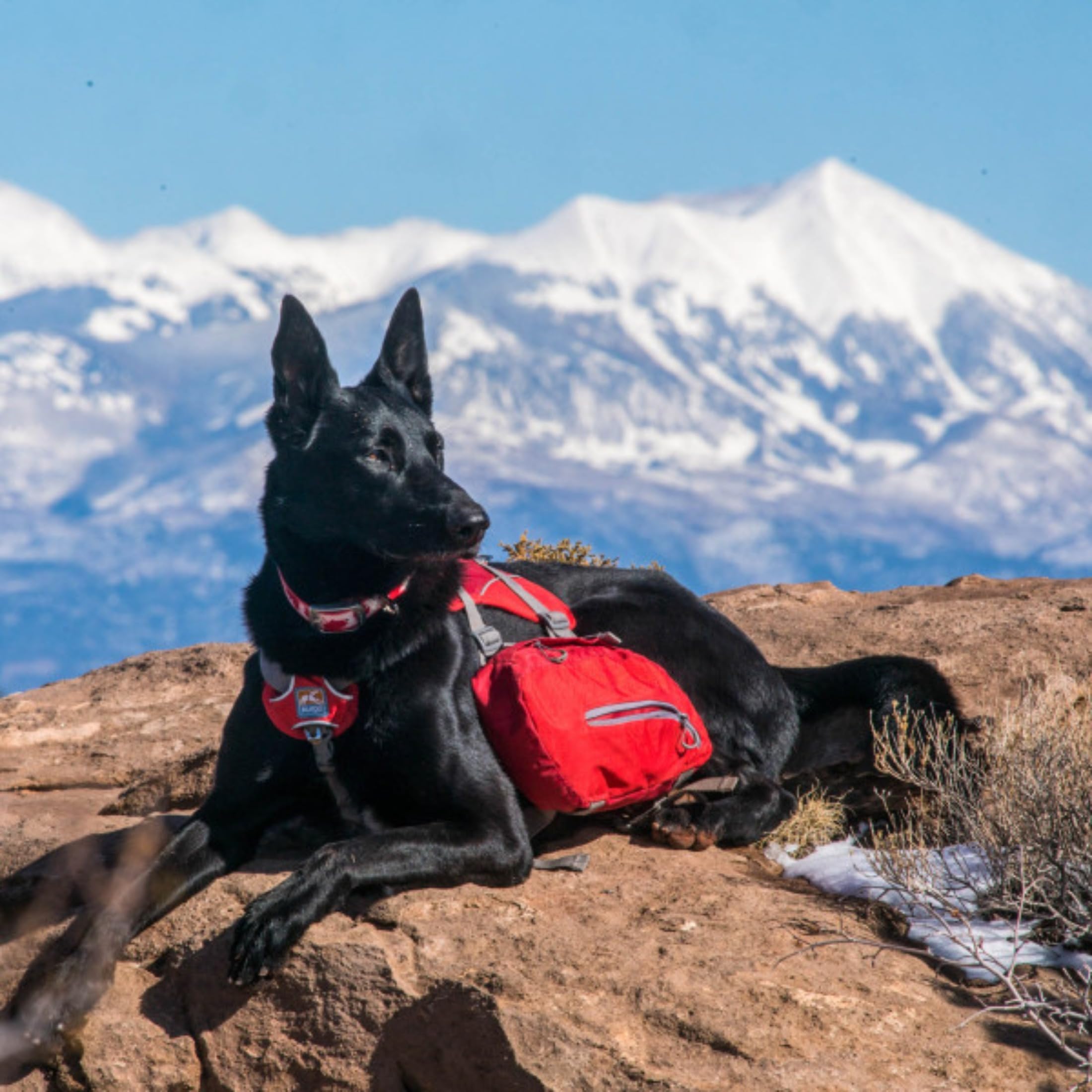kelty chuckwagon dog pack Kurgo Big Baxter Backpack Harness, Chili/Barn Red Colour:BLK There are also two 2020showcase Removable Utility Boxes Fishing