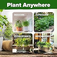 Vista 4 de HOME GROWN Más de 1000 semillas de cilantro para plantar en interiores o exteriores, hierbas tradicionales sin OMG, semillas de plantas de cilantro