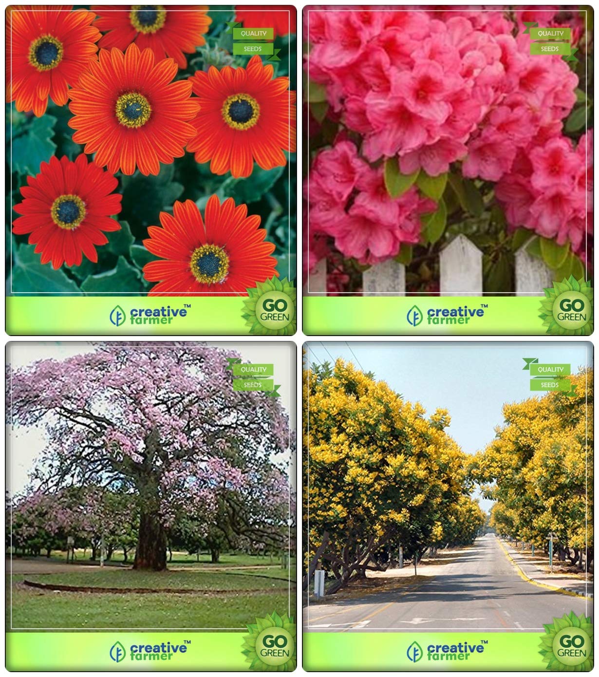 Creative Farmer Summer Seeds Combo Tree Seeds : Queen Crape Myrtle, Copperpod, Acrotis Grandis, Godetia Azaleaflora Mix Flower Seeds Kitchen Garden Pack