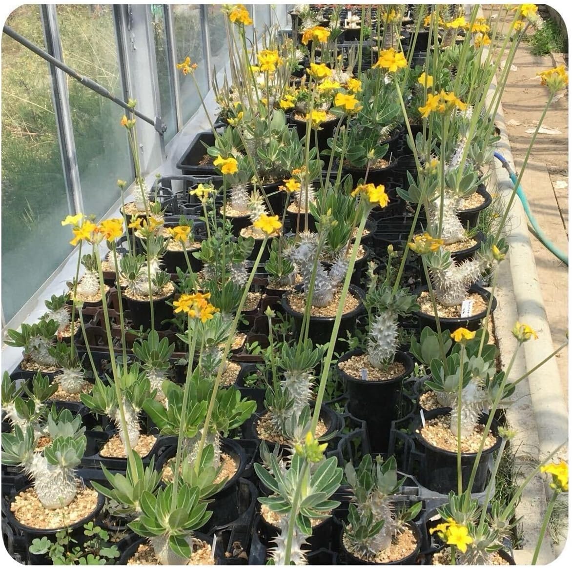 天然マリーゴールドの花種大量１万粒パック＋選べる粗品プレゼント。匿名送料無料 天然マリーゴールドの花種大量1万粒パック+選べる粗プレゼント。え