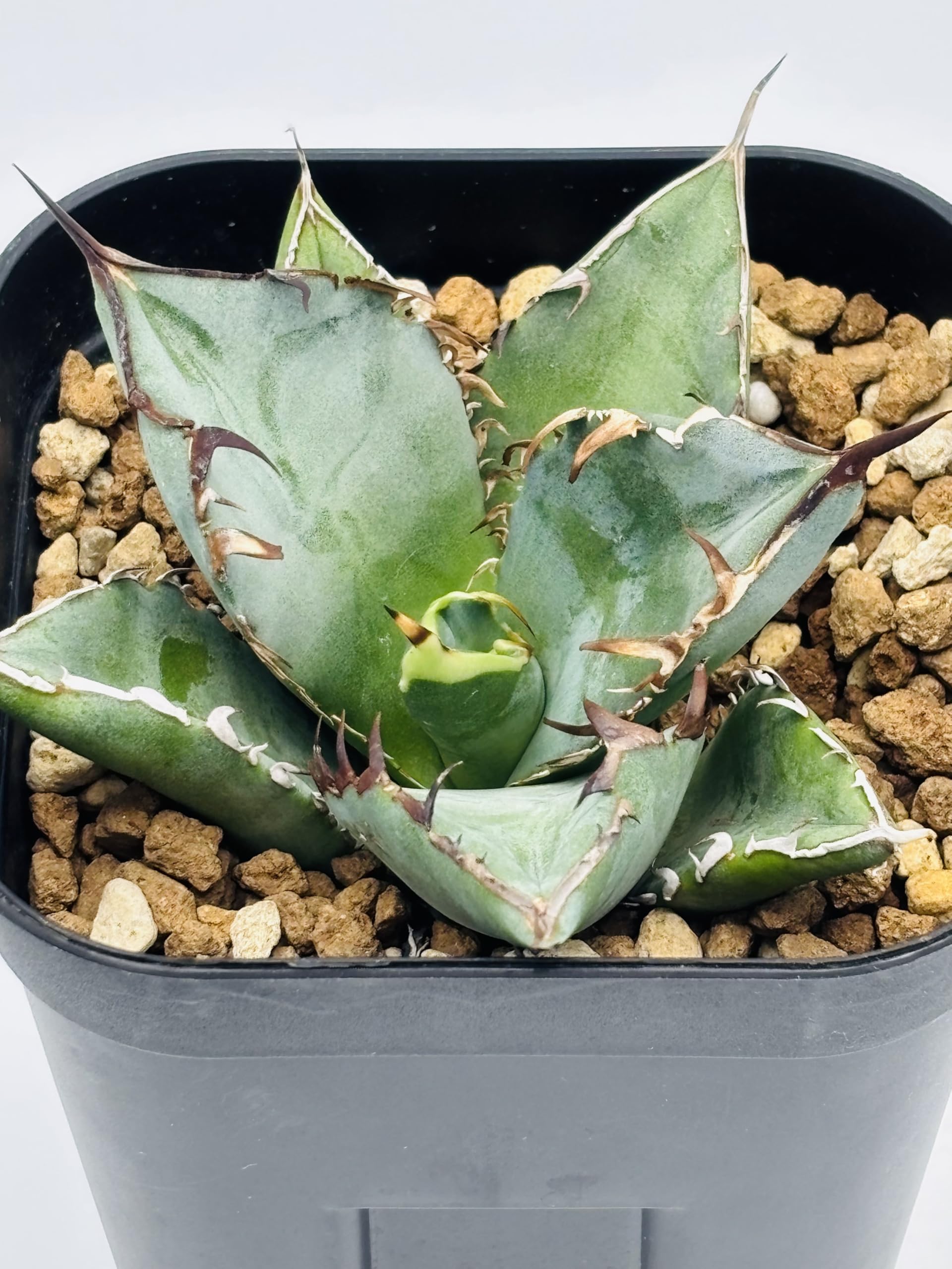 Amazon｜アガベ チタノタ 黒鯨/Agave titanota 'Black Whale'/観葉植物