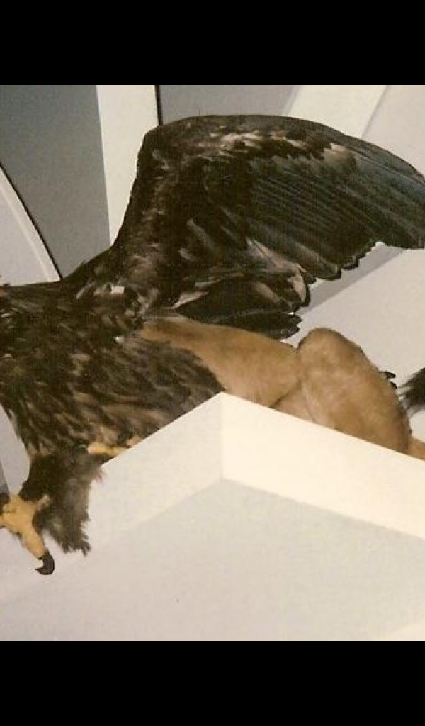 trophy mount Wallpaper – HD Wallpapers of trophy mounts!:Amazon.ca