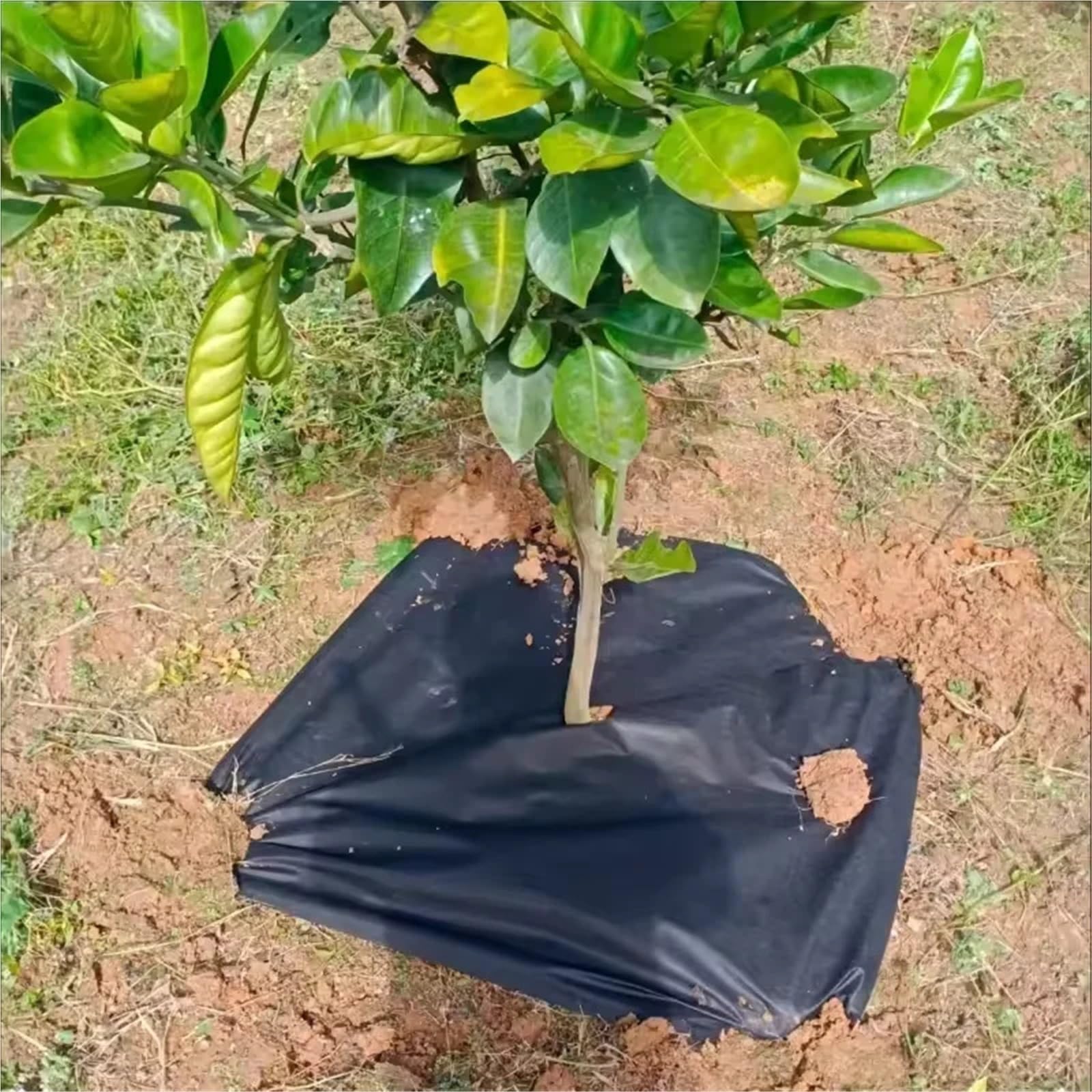 Telo Anti Erbacce 1 Pezzo di Tessuto for Giardinaggio e ingegneria Civile, Cortile permeabile all'Acqua, a Prova Erba, Piscina Fiori, partizione del Terreno