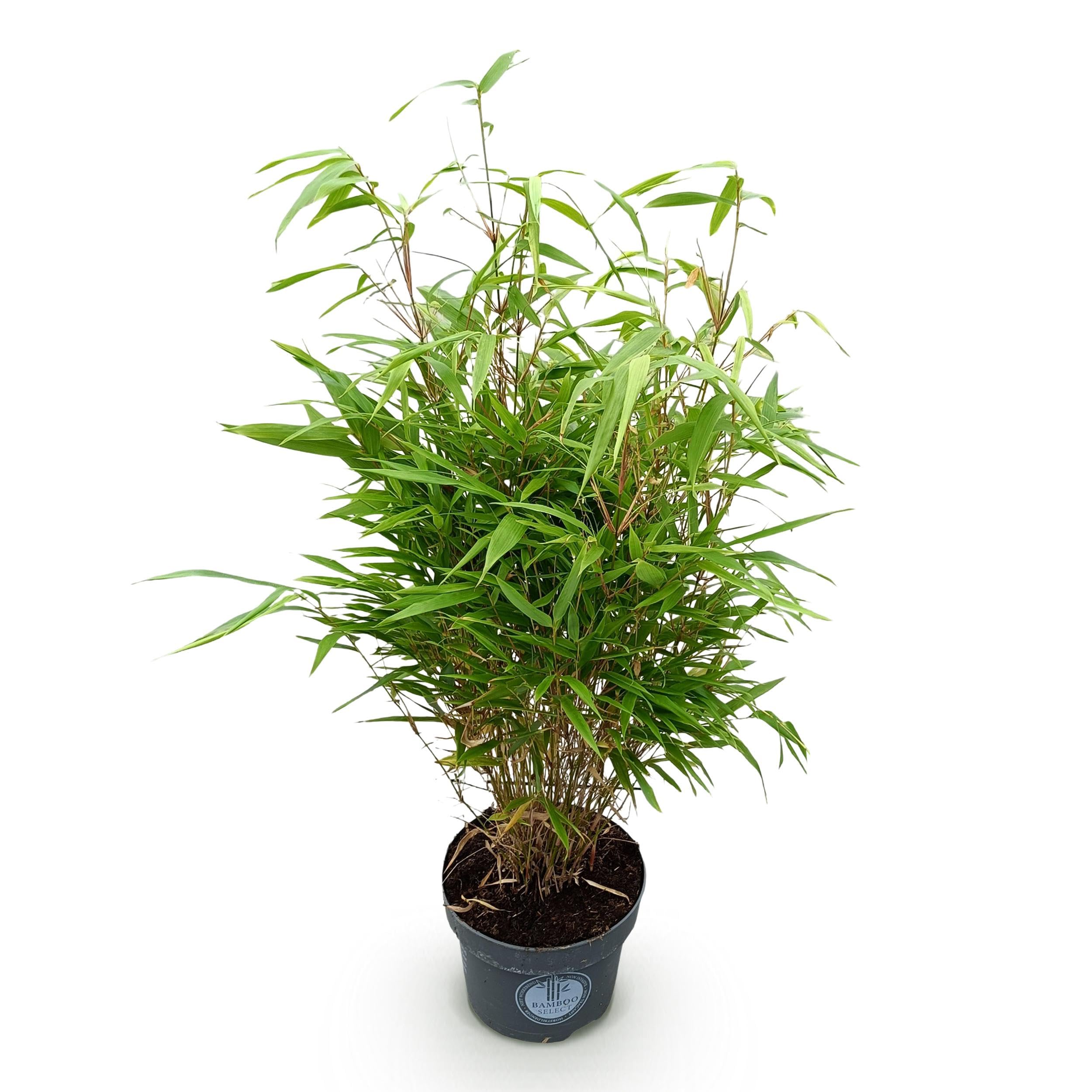 Graminées - Fargesia Rufa - Non invasif Bambou - A feuilles persistantes - 70-80cm - Ø23cm - Plante de jardin