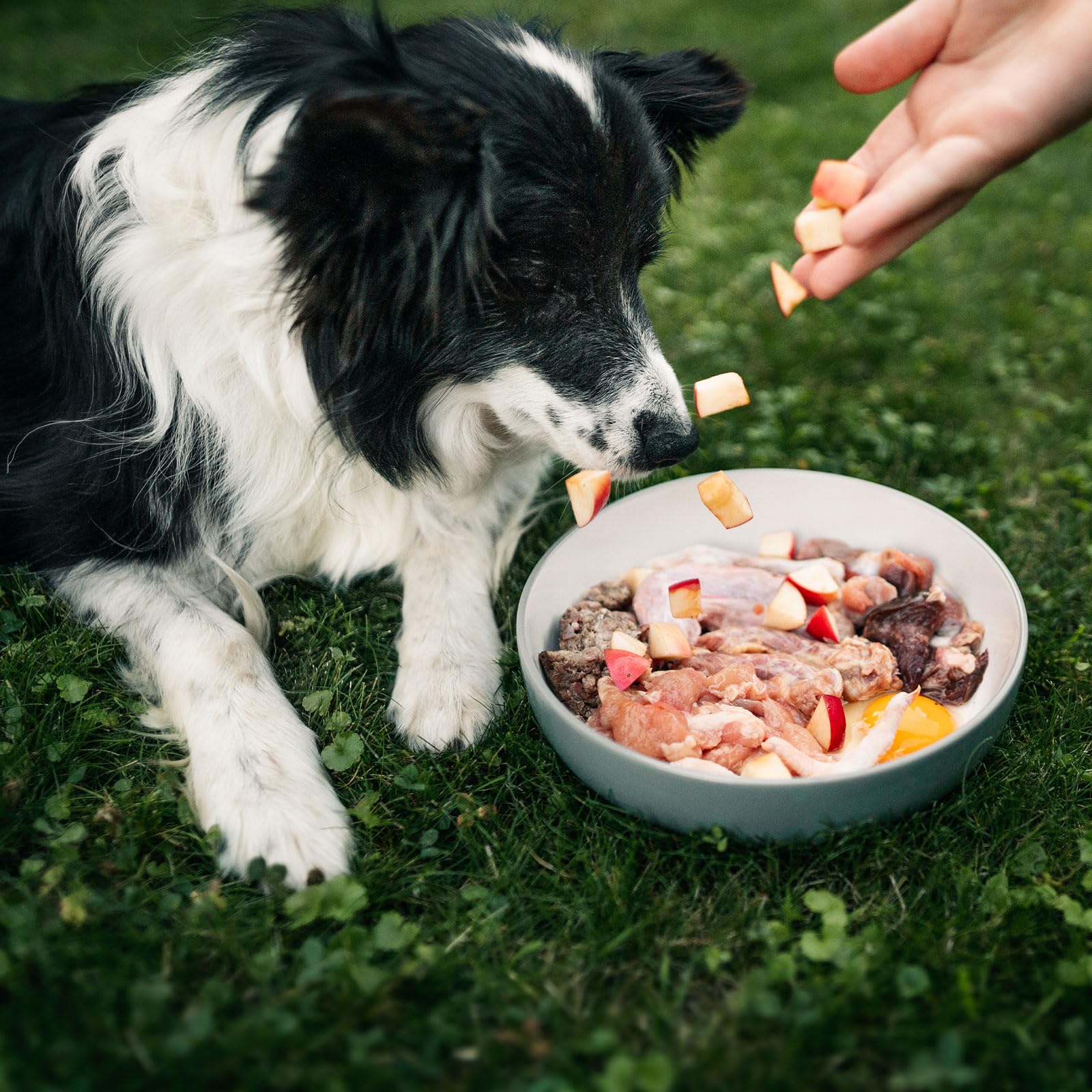 Barf Dauerbrenner-Paket | 24 kg Hundefutter für Barf-Ernährung | Ohne Zusatzstoffe & schonend verarbeitet | Hochwertige Auswahl an Fleisch & Innereien | Made in Germany